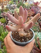 Pachysedum gonzou - Miniatura 2