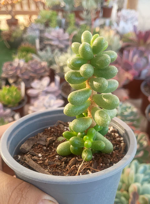 Sedum Hernandezii