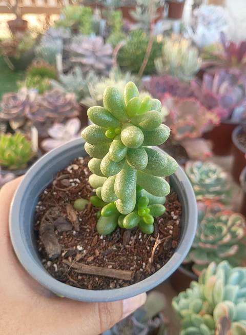 Sedum Hernandezii