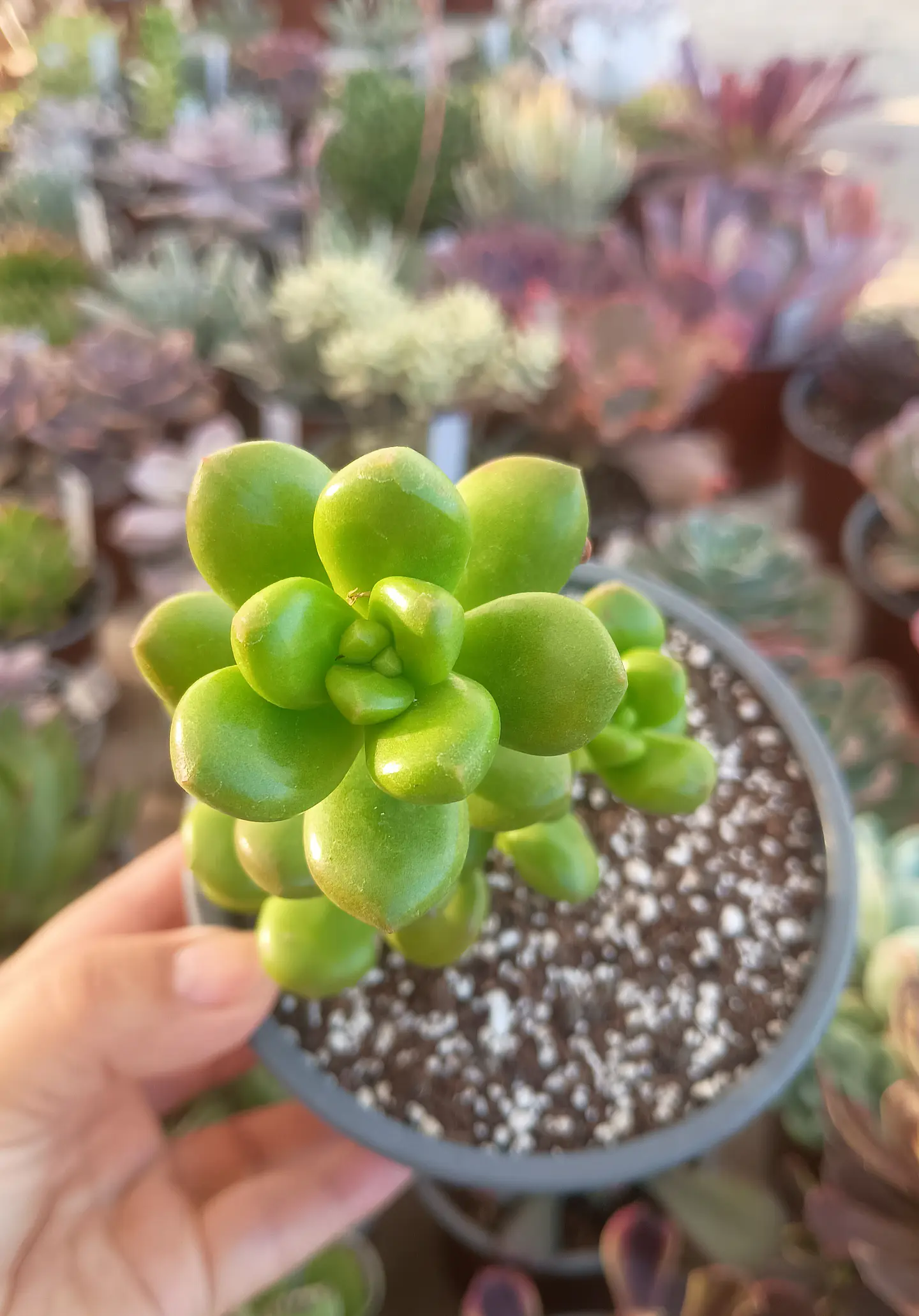 Sedum Lucidum obesum 1