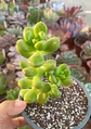 Sedum Lucidum obesum - Miniatura 2