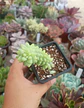 Sedum morganianum - Miniatura 1