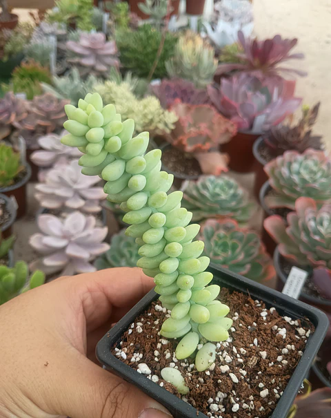 Sedum morganianum