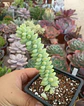 Sedum morganianum - Miniatura 2