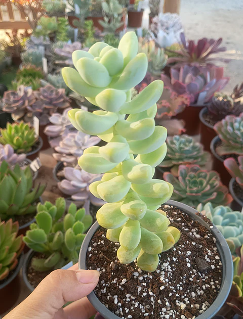 Sedum trealseae