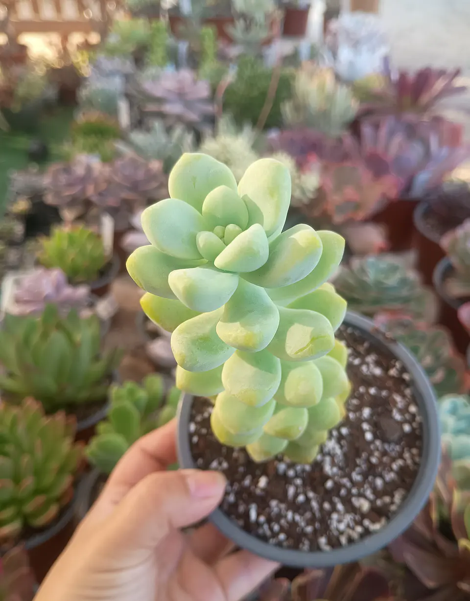 Sedum trealseae 2