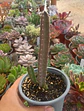 Stapelia - Miniatura 1