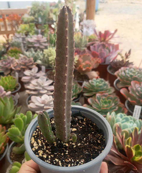 Stapelia