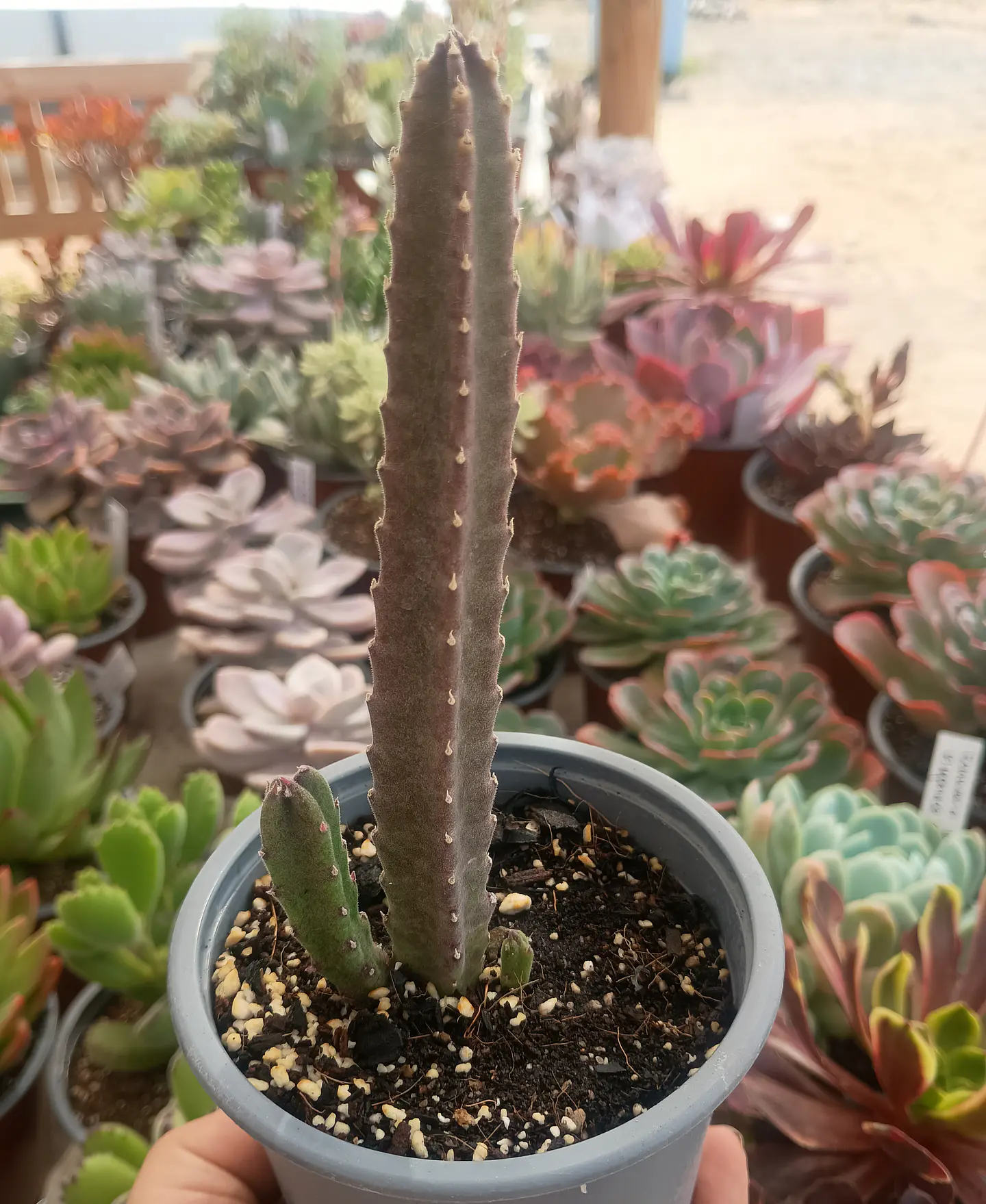 Stapelia 2