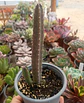 Stapelia - Miniatura 2