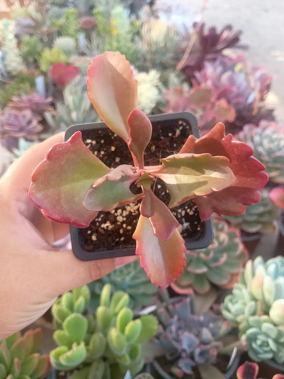 Kalanchoe Sexangularis 1