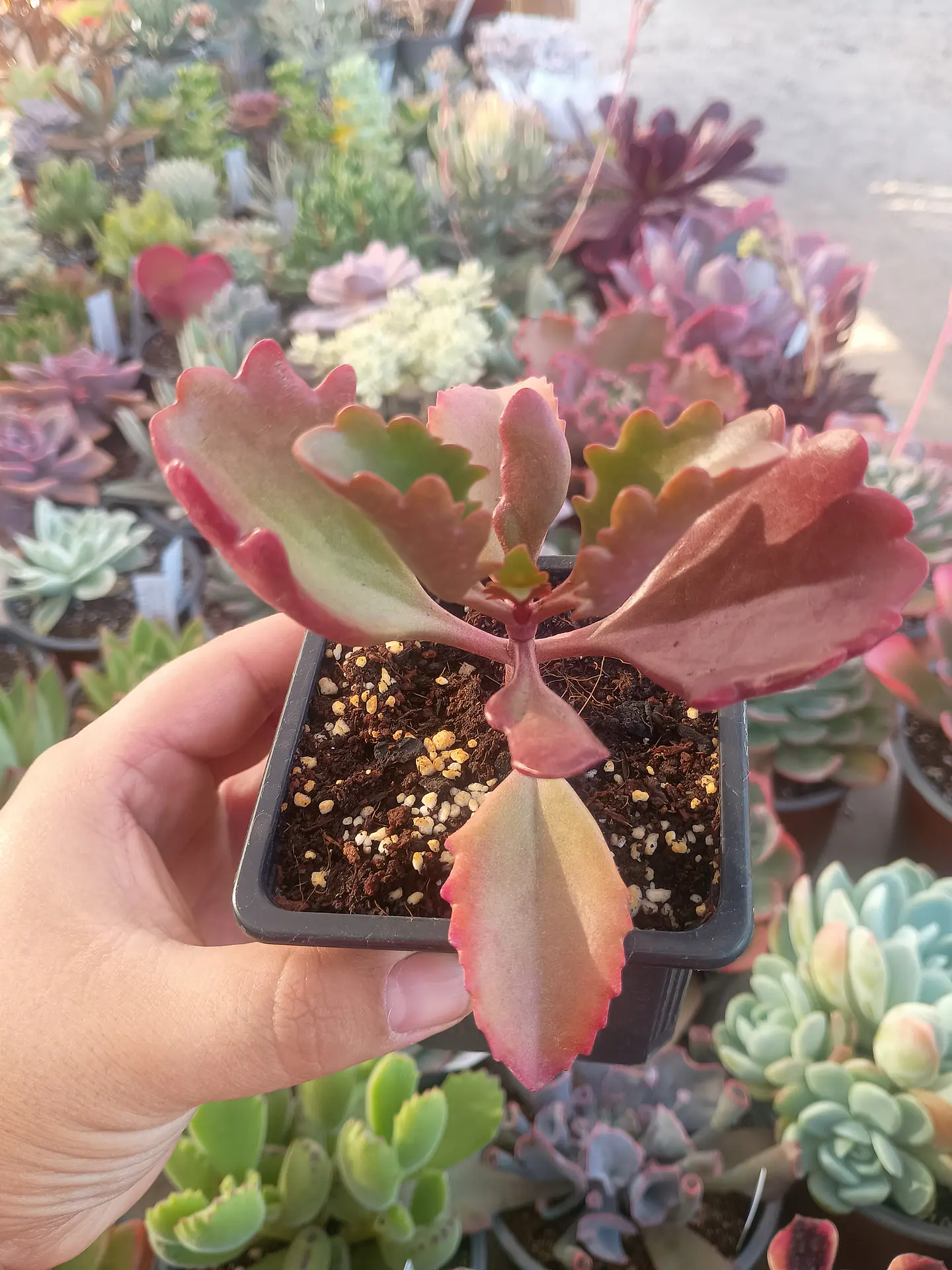 Kalanchoe Sexangularis 2
