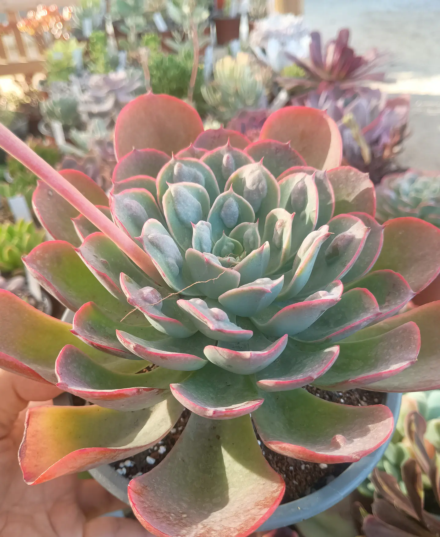 Echeveria Raindrops 1