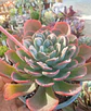 Echeveria Raindrops - Miniatura 1