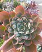 Echeveria Raindrops - Miniatura 2