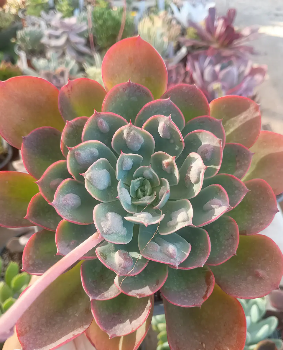 Echeveria Raindrops 2