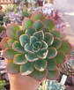 Echeveria Raindrops - Miniatura 1