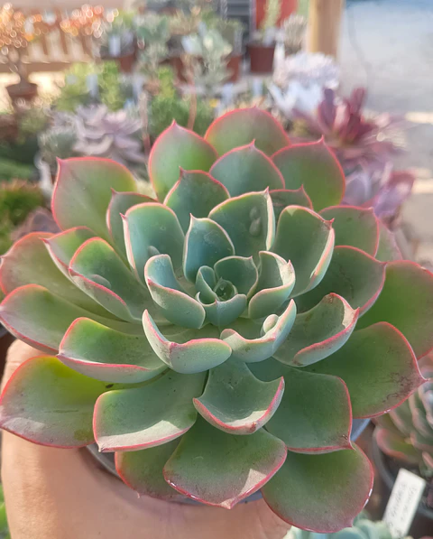 Echeveria Raindrops