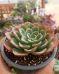Echeveria Raindrops - Miniatura 1