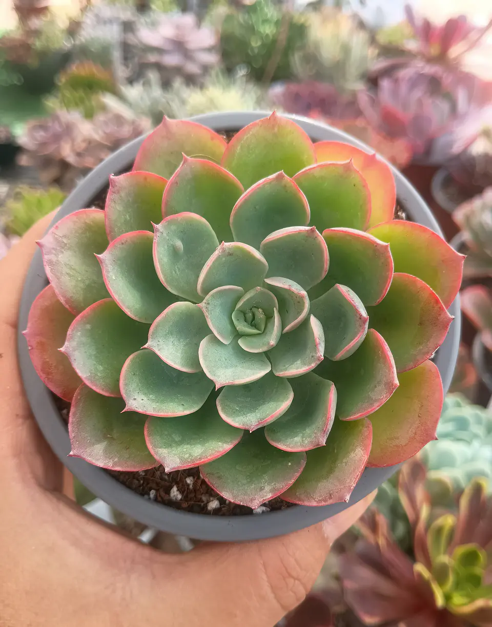 Echeveria Raindrops 2