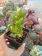 Crassula Ovata ( Jade) - Miniatura 1