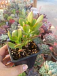Crassula Ovata ( Jade) - Miniatura 2