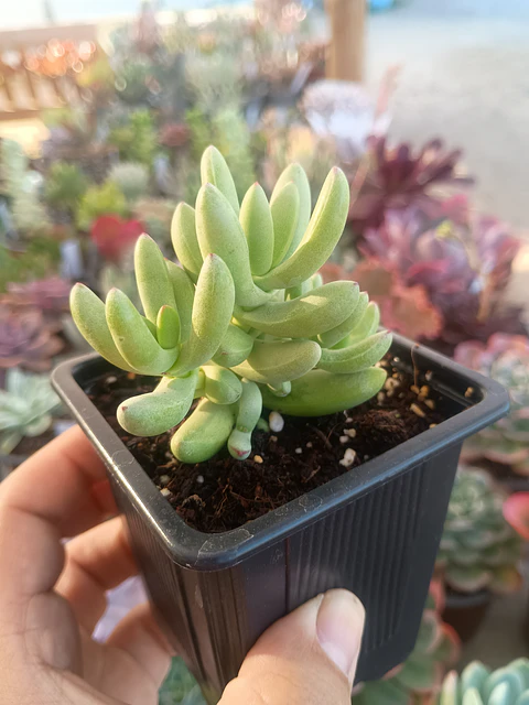 Crassula Nudicaulis Herrei