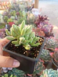 Crassula Nudicaulis Herrei - Miniatura 2