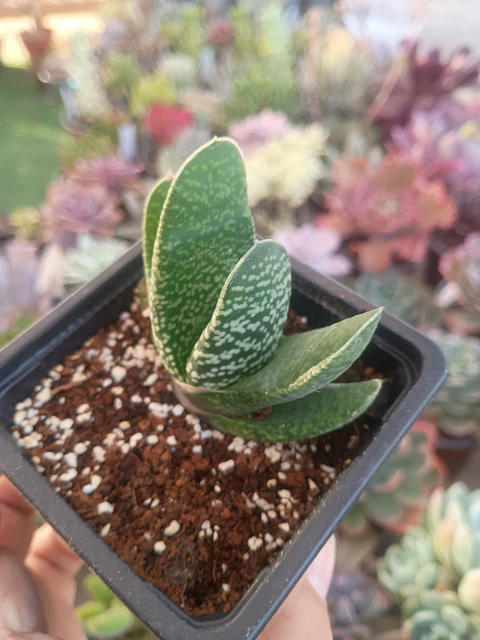 Gasteria 