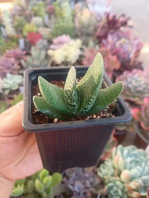 Gasteria 