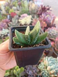 Gasteria  - Miniatura 2