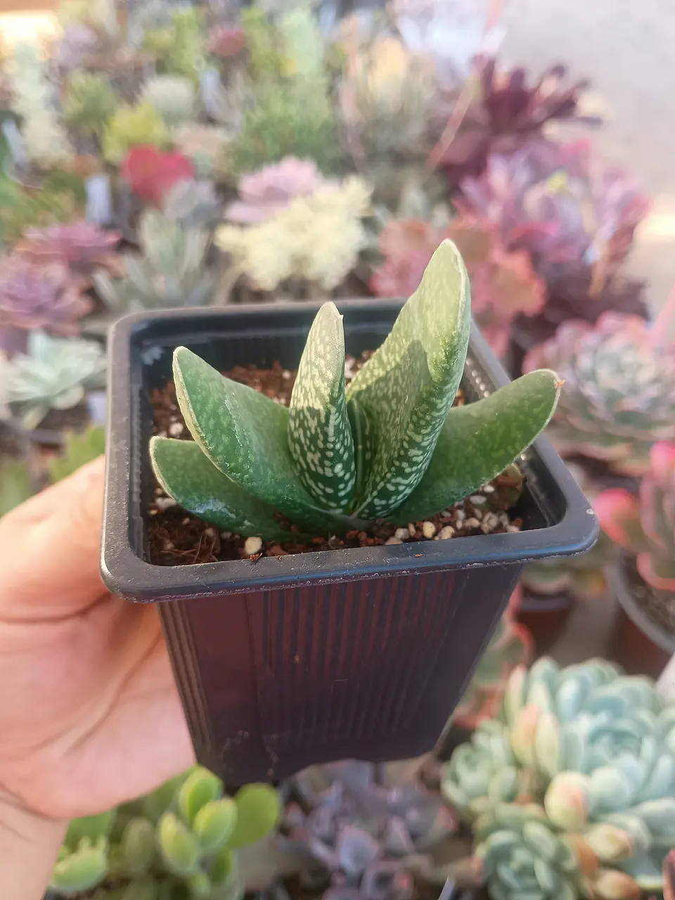 Gasteria  2