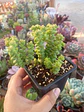 Crassula Rupestri Tom Thumb - Miniatura 1