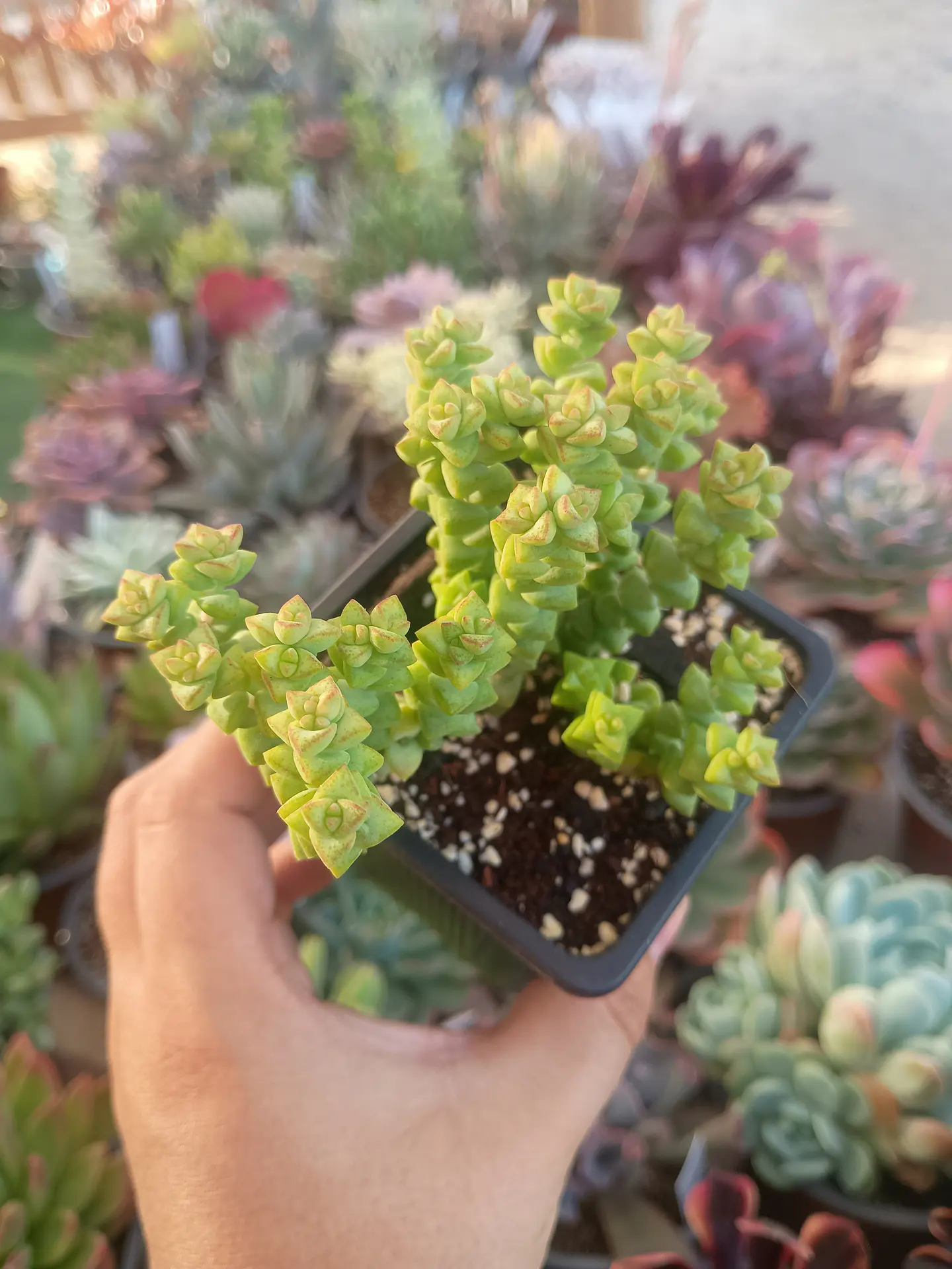 Crassula Rupestri Tom Thumb 2