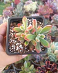 Echeveria Pulvinada rubí - Miniatura 1