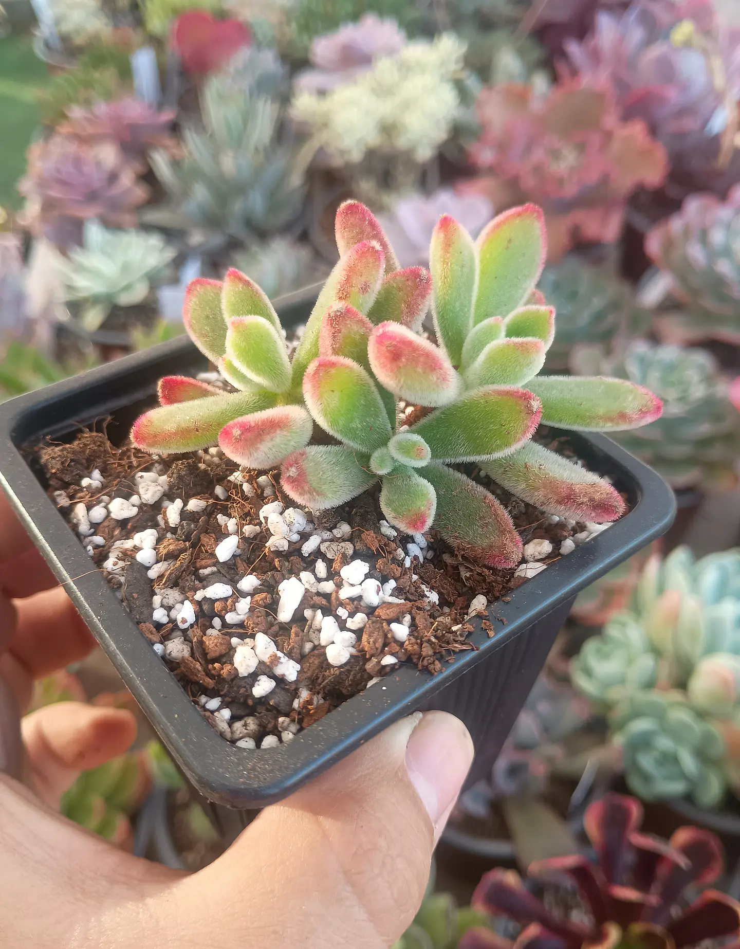 Echeveria Pulvinada rubí 2