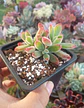 Echeveria Pulvinada rubí - Miniatura 2
