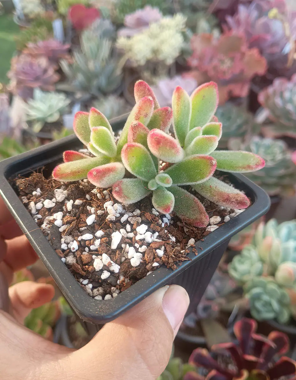 Echeveria Pulvinada rubí 2
