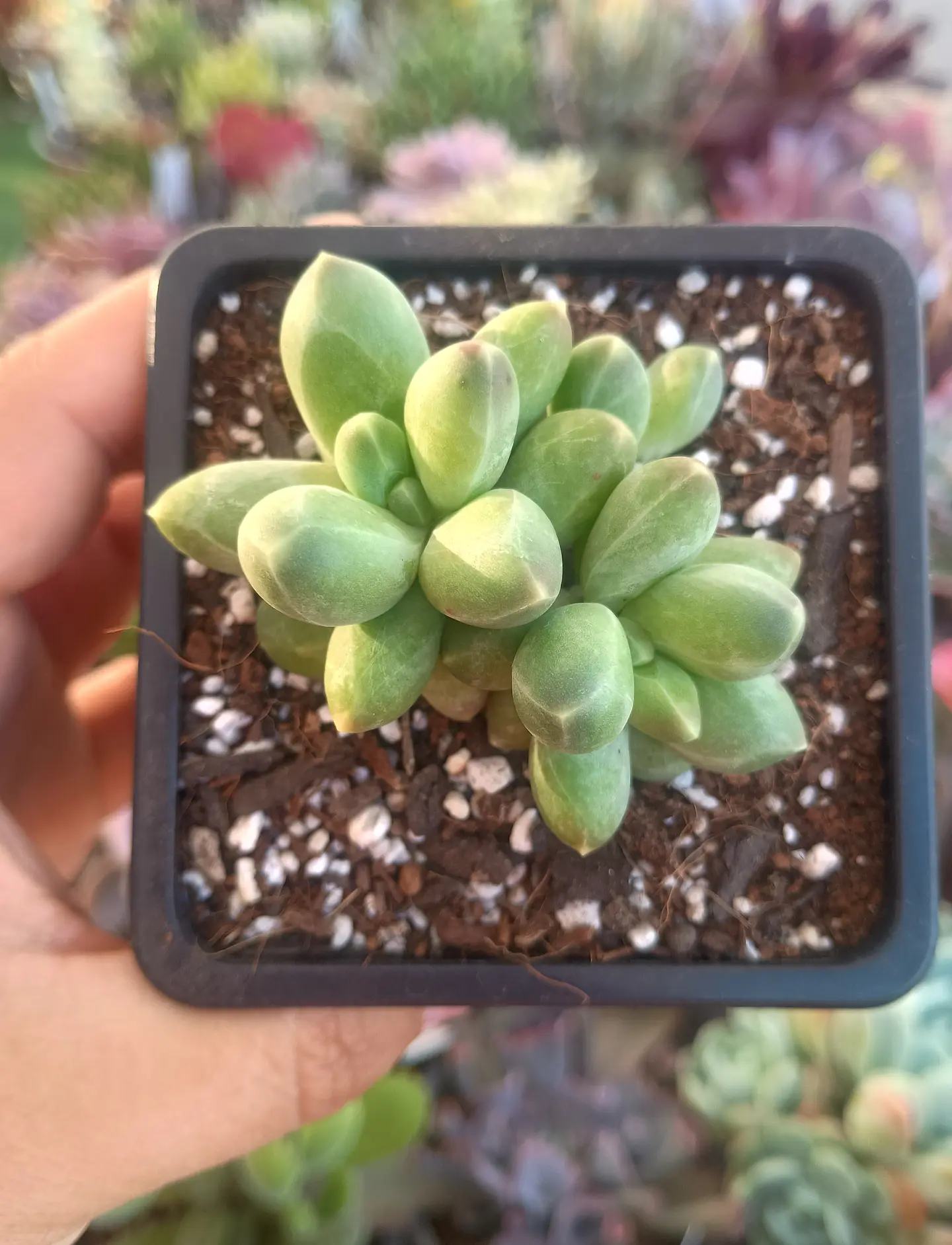 Pachyphytum Compactum 1