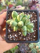 Pachyphytum Compactum - Miniatura 1