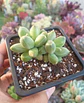 Pachyphytum Compactum - Miniatura 2