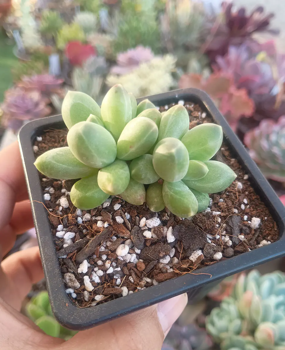 Pachyphytum Compactum 2