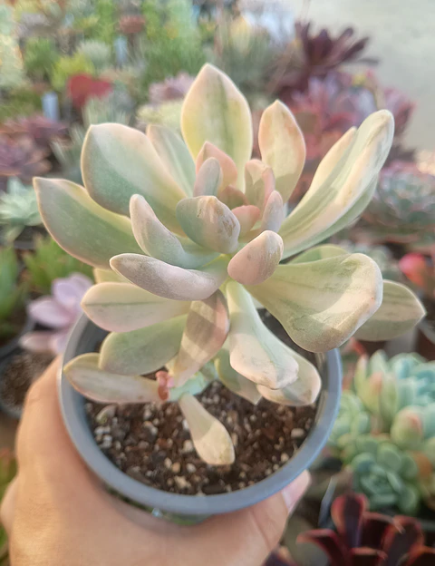 Graptophytum Supreme Variegado