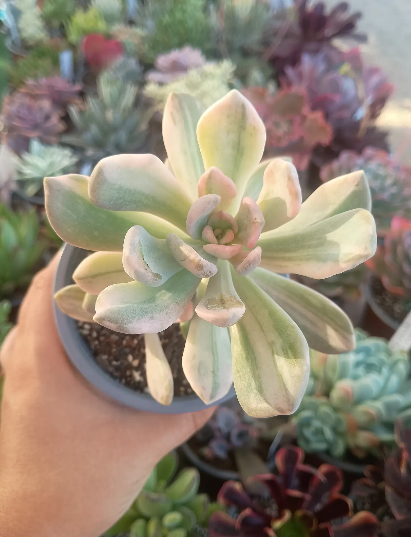 Graptophytum Supreme Variegado 2