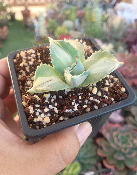 Agave Potatorum - variegado