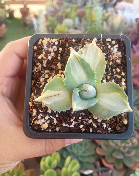 Agave Potatorum - variegado
