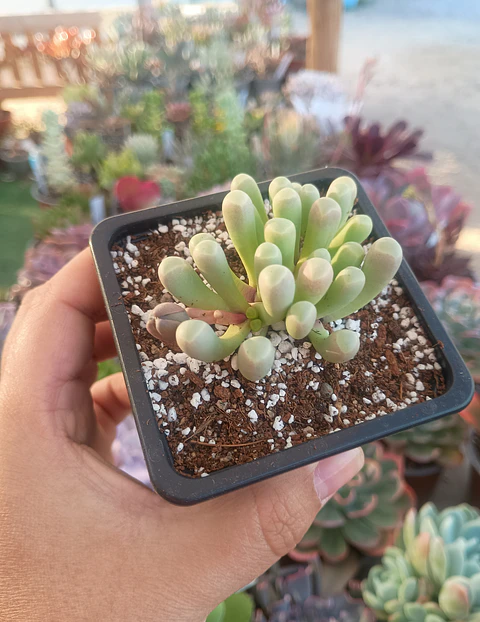 Fenestraria Rophalophylla