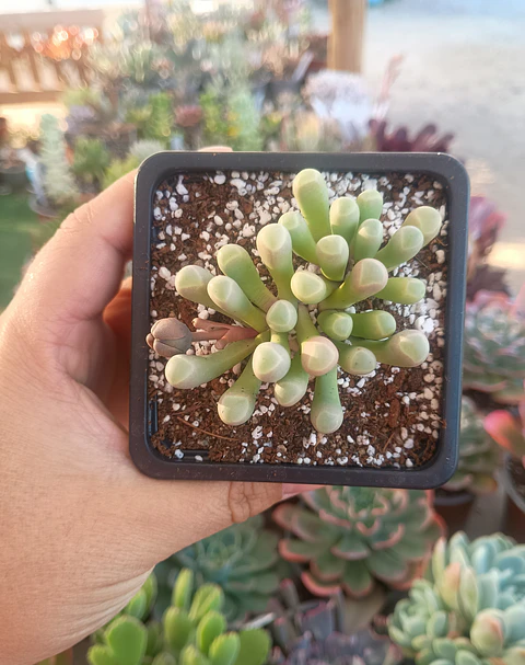 Fenestraria Rophalophylla