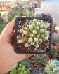 Fenestraria Rophalophylla - Miniatura 2
