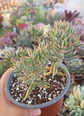 Crassula Mesembrianthemoides - Miniatura 1